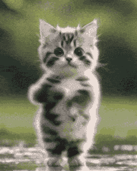 A dancing kitten!